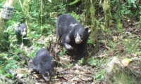 Spectacled Bear Protection in Peru in Peru, Run by: Wildlife Conservation Network 